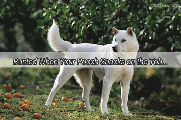 Busted When Your Pooch Snacks on the Tobacco  Heres How to Handle It